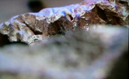 Close-up of frozen leaves