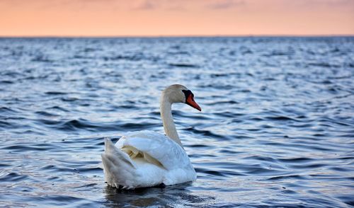 Swan on the baltic sea in rewa