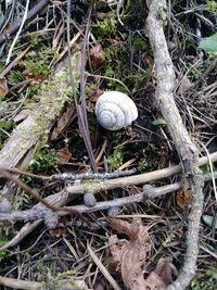 High angle view of snail on ground