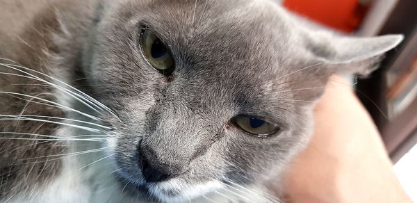 Close-up of a cat looking away