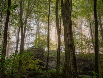 Low angle view of trees in forest