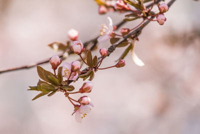 Close-up of pink flowers on branch