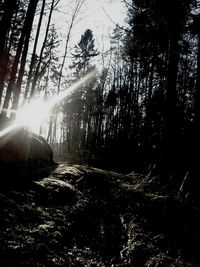 Sun shining through trees in forest