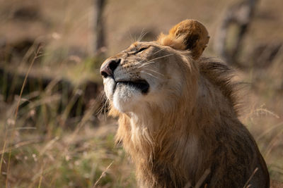 Close-up of male lion tossing his head