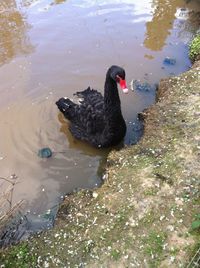 High angle view of black swan swimming on lake