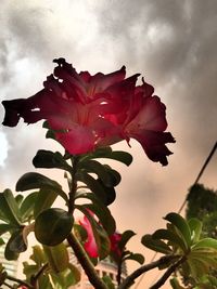 Close-up of red flower against sky