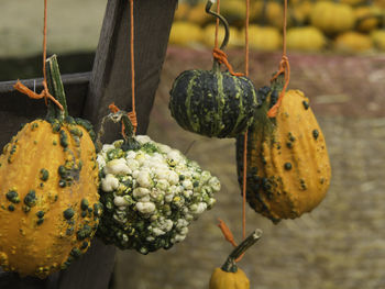 Many pumpkins in germany
