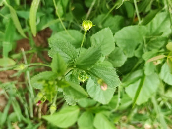 High angle view of plant growing on field