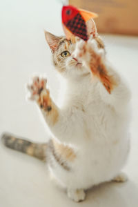 Close-up of cat sitting on table