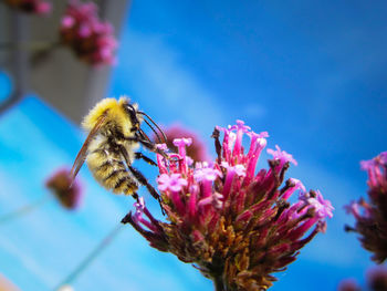 Close-up of bee on flower against sky