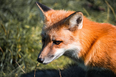 Close-up of fox on field