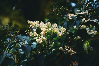Close-up of plant growing on tree