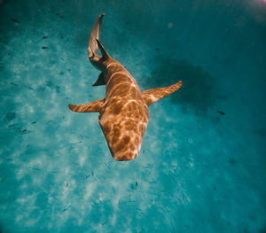 Nurse shark in the maldives