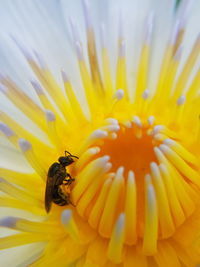 Close-up of insect pollinating on yellow flower