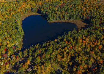 High angle view of trees in forest