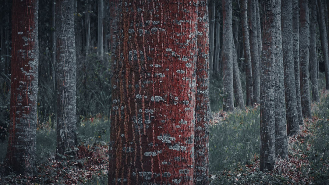 tree, forest, tree trunk, trunk, no people, plant, nature, wood - material, land, day, outdoors, woodland, architecture, focus on foreground, brown, old, textured, full frame, built structure, growth, textured effect