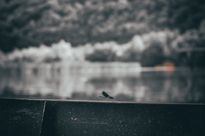 Seagull perching on a wall