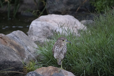 Bird perching on rock