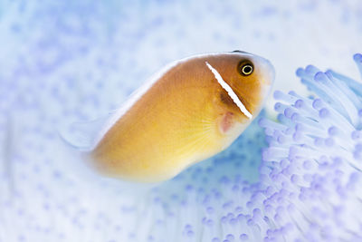 Pink clownfish