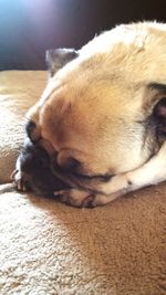 Close-up of two dogs sleeping