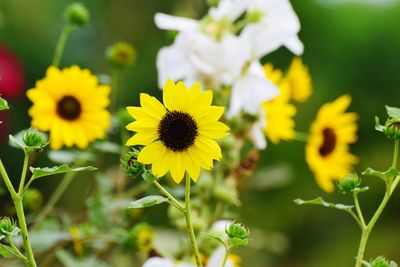 Close-up of yellow flowers blooming on field