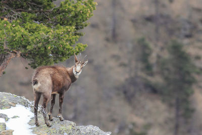 View of deer standing on rock