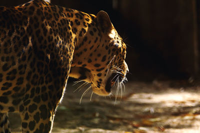 Close-up of a cat looking away