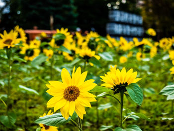 Close-up of yellow flowering plant on field