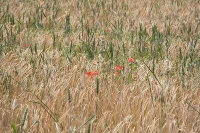 Wheat growing on field