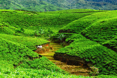 High angle view of agricultural landscape of tea plantation and rice terraced fieds