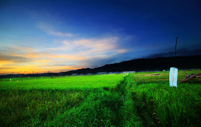 Scenic view of grassy field against cloudy sky