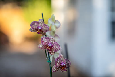 Close-up of purple flowering plant