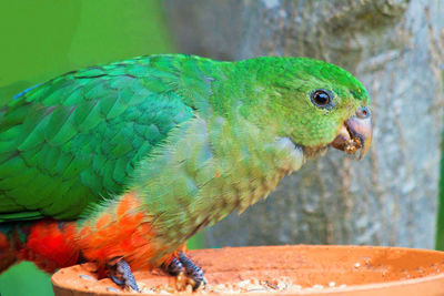 Close-up of parrot perching on leaf