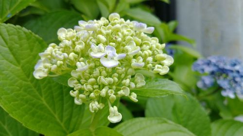 Close-up of white flowering plant