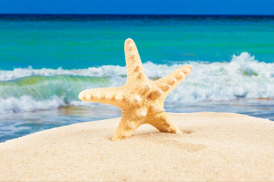 Dead starfish on sandy beach