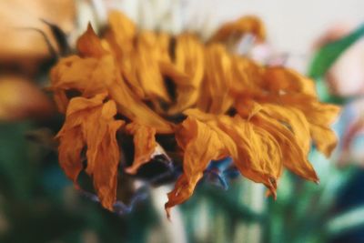 Close-up of wilted flower plant