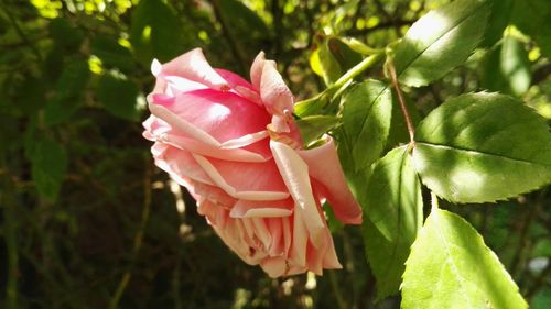 Close-up of pink flowers blooming outdoors