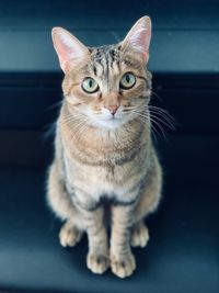 Portrait of tabby cat