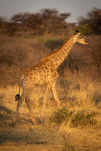View of giraffe on landscape