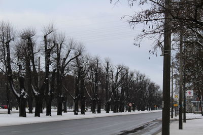 Bare trees in winter against sky