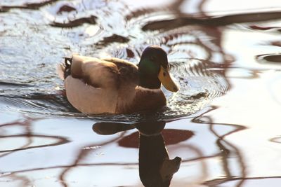 High angle view of duck swimming in lake