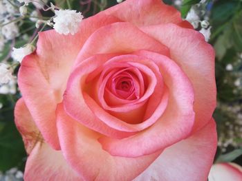 Close-up of pink rose