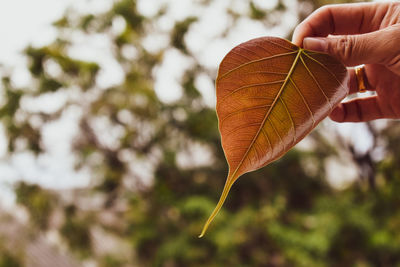 Close-up of dry leaf on plant during autumn