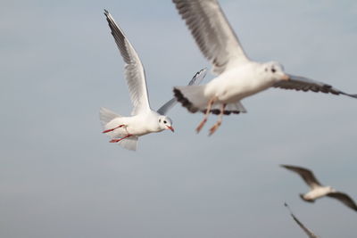 Seagulls flying over sea