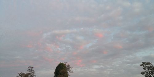 Low angle view of trees against cloudy sky