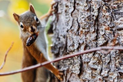 Close-up of squirrel on tree trunk