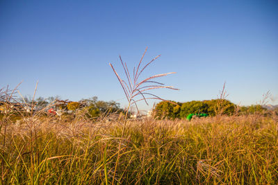 Scenic view of field against clear blue sky