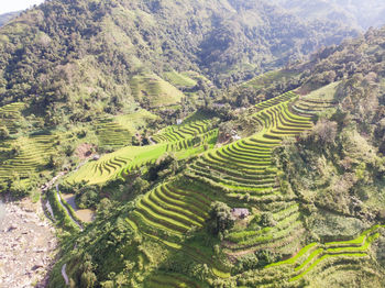 High angle view of rice paddy