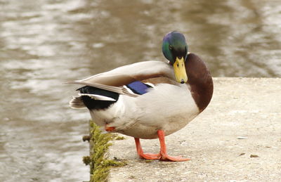Close-up of mallard duck perching on lakeshore