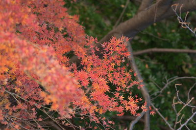 Close-up of orange maple leaf on tree